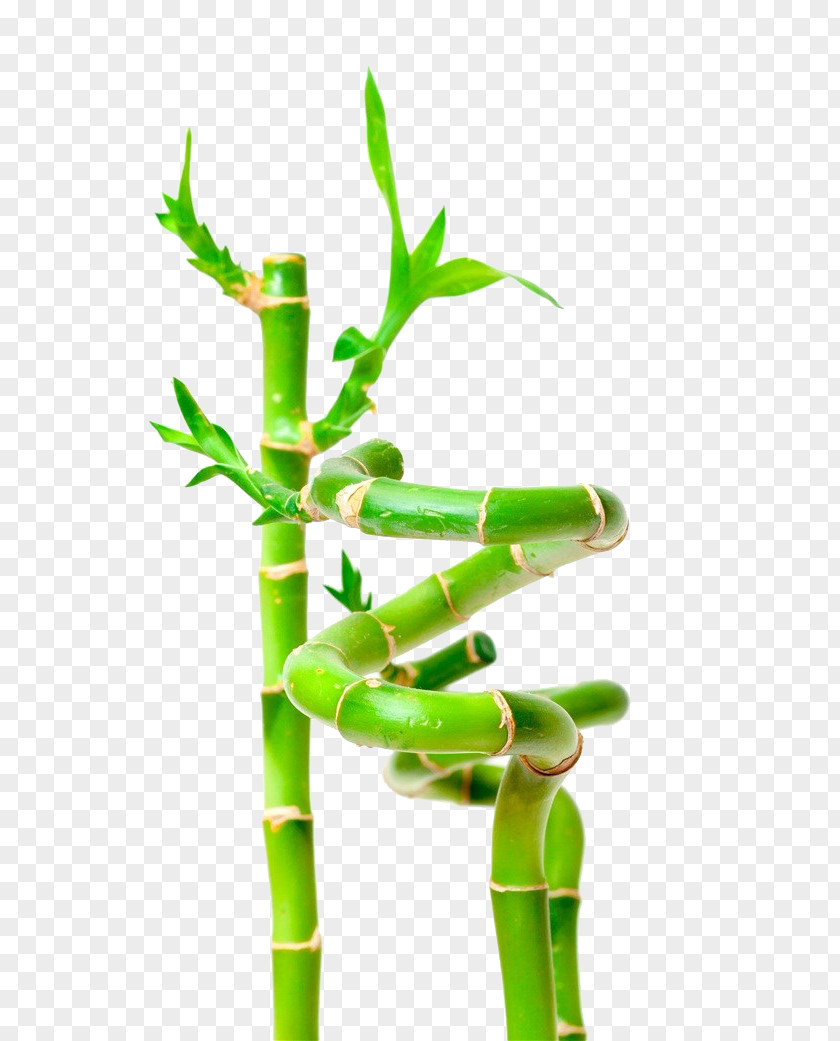 Lucky Bamboo Material Stock Photography Plant PNG