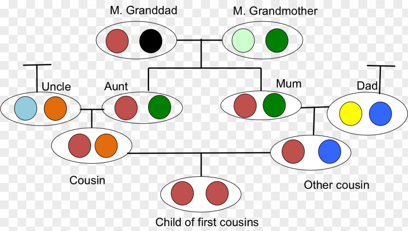 Prohibited Degree Of Kinship Cigosidade Allele Inbreeding Genetics Biology PNG