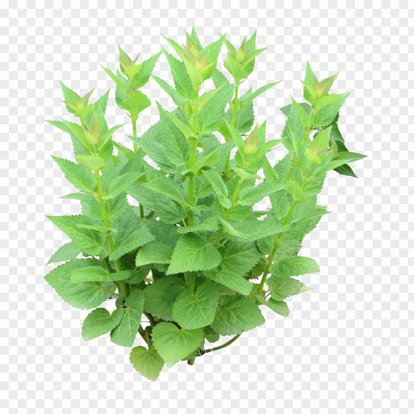 Shrubs Herb Peppermint Photography Mentha Spicata Parsley PNG