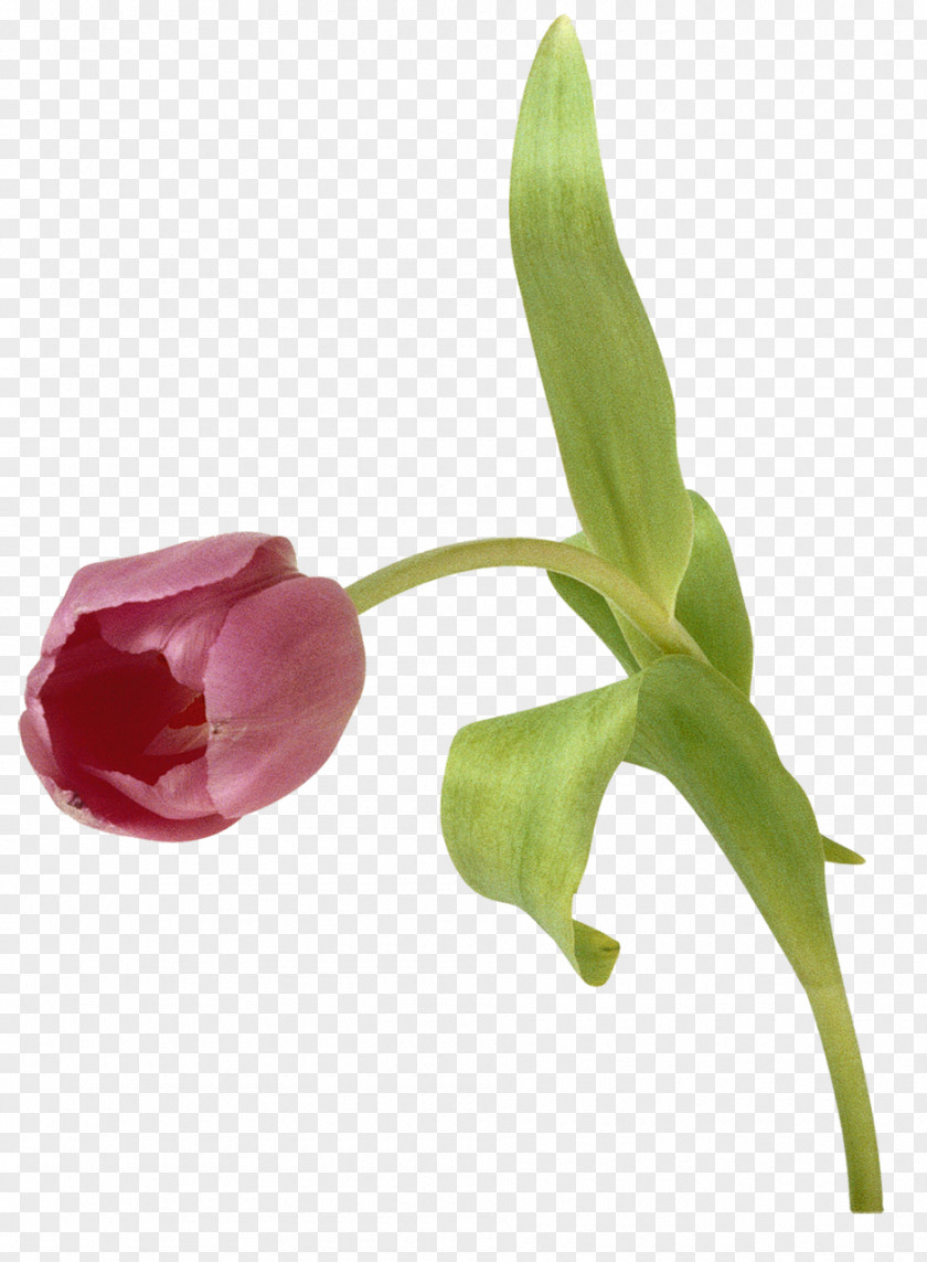 Tulip Cut Flowers Clip Art PNG