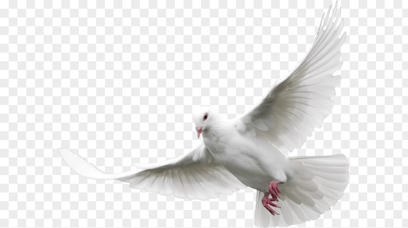 Dove PNG Dove, white dove clipart PNG