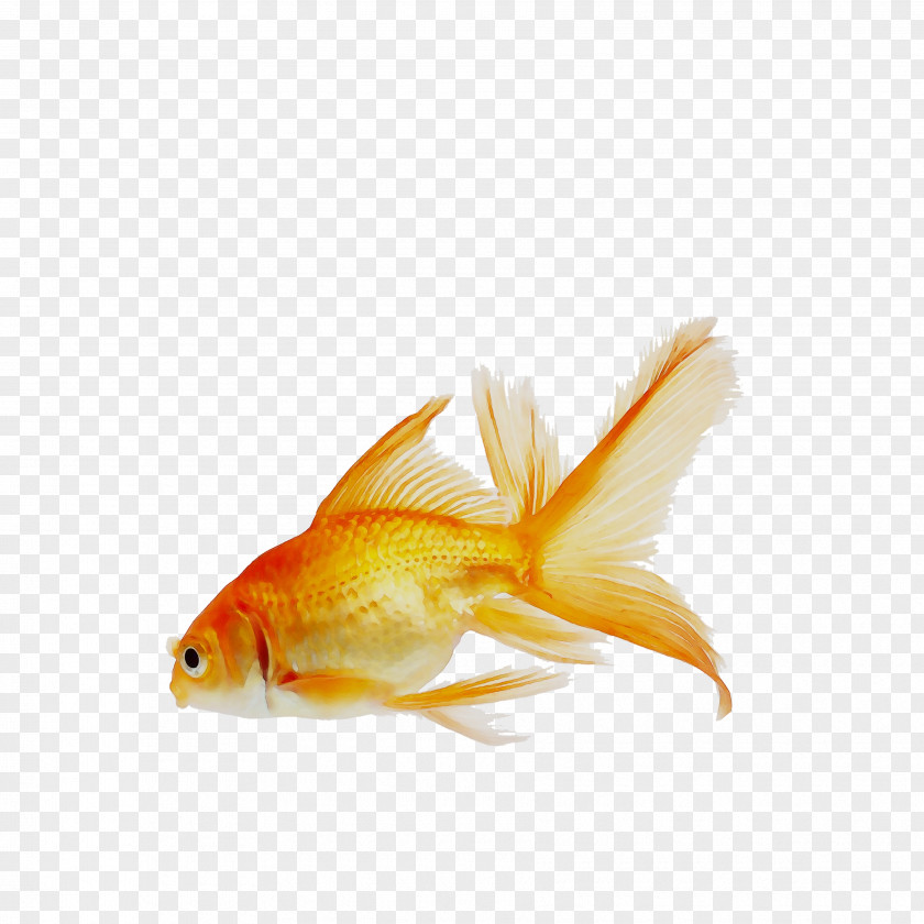 Goldfish Butterfly Koi Aquarium PNG