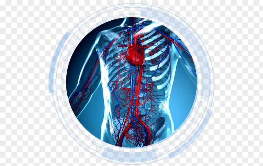 Heart Circulatory System Anatomy Human Body Cardiovascular Disease PNG