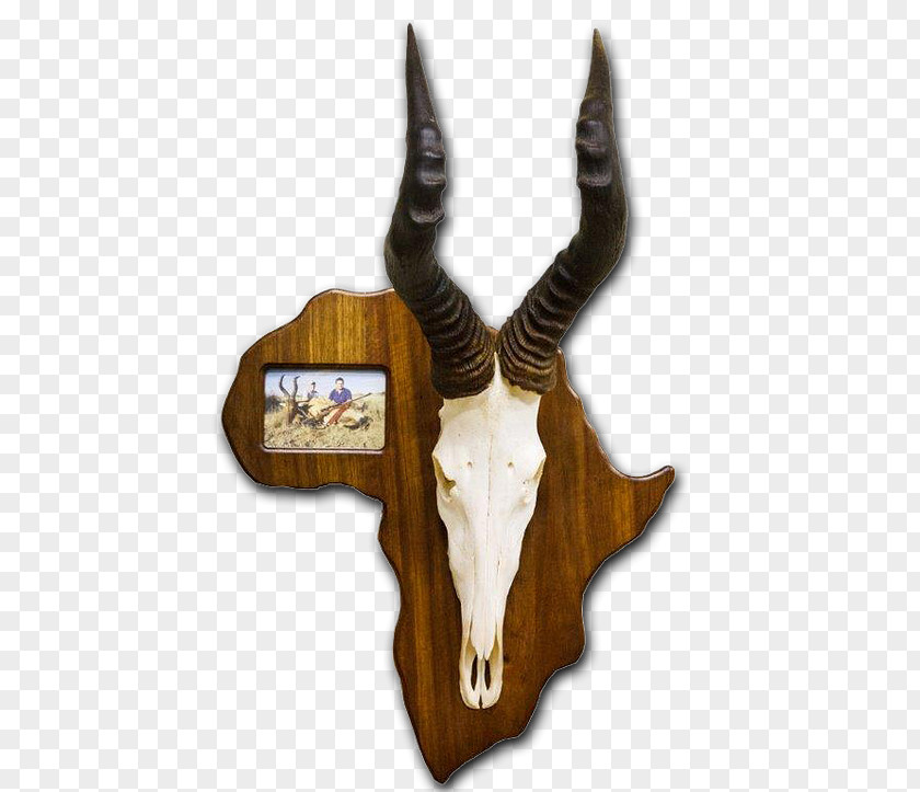 Trophy Hunting Taxidermy Skull Mounts Horn PNG
