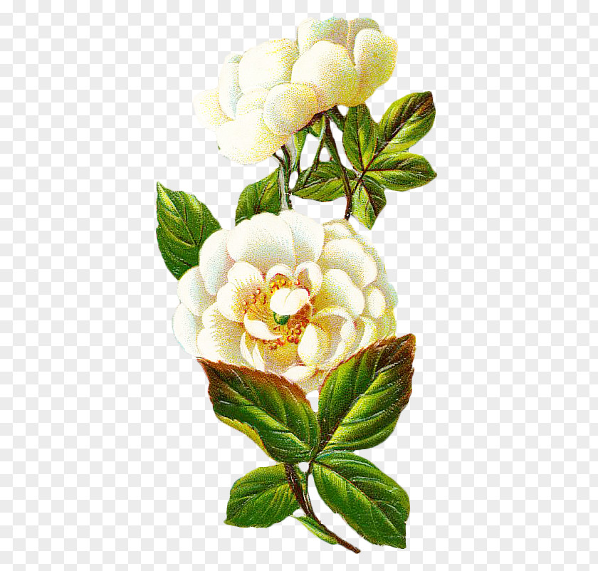 Vintage Floral Botanical Centifolia Roses Flower Petal PNG