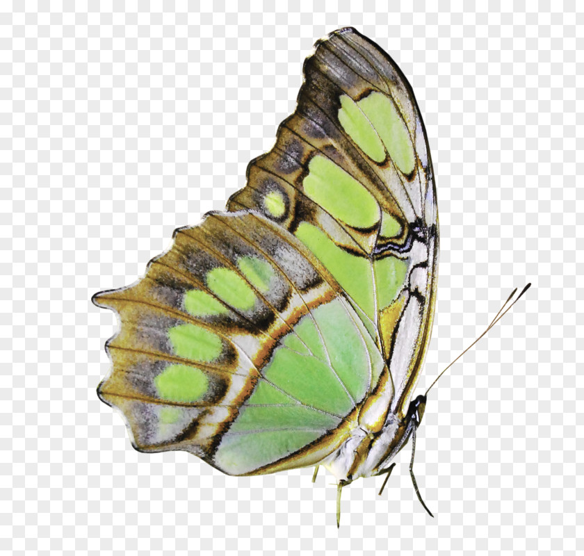Beautiful Butterfly Nymphalidae Pieridae PNG