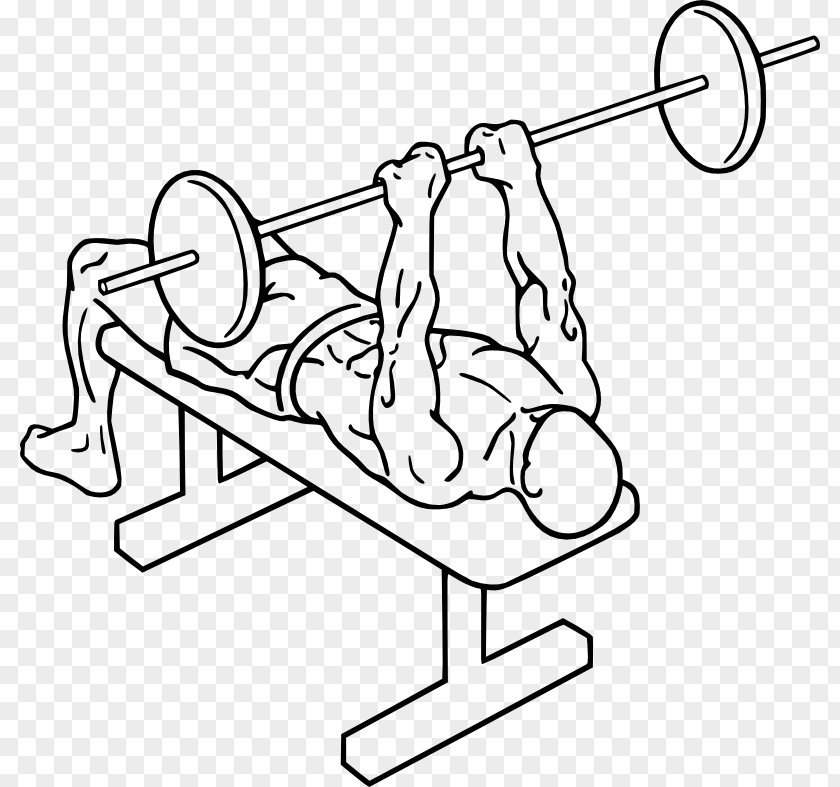 Bench Press Lying Triceps Extensions Brachii Muscle Exercise PNG
