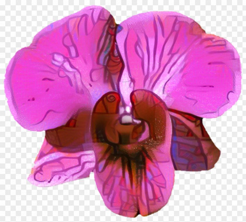 Dendrobium Geranium Sweet Pea Flower PNG
