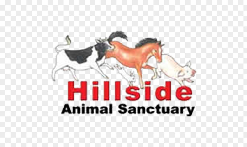 Electricity Norwich West Runton Frettenham Hillside Animal Sanctuary Horse PNG