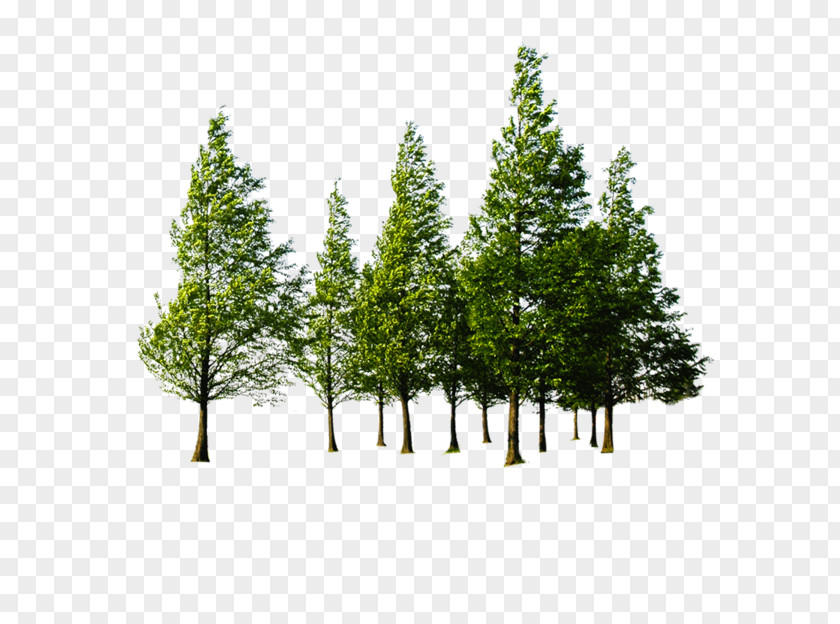 Evergreen Cypress Family Tree Background PNG