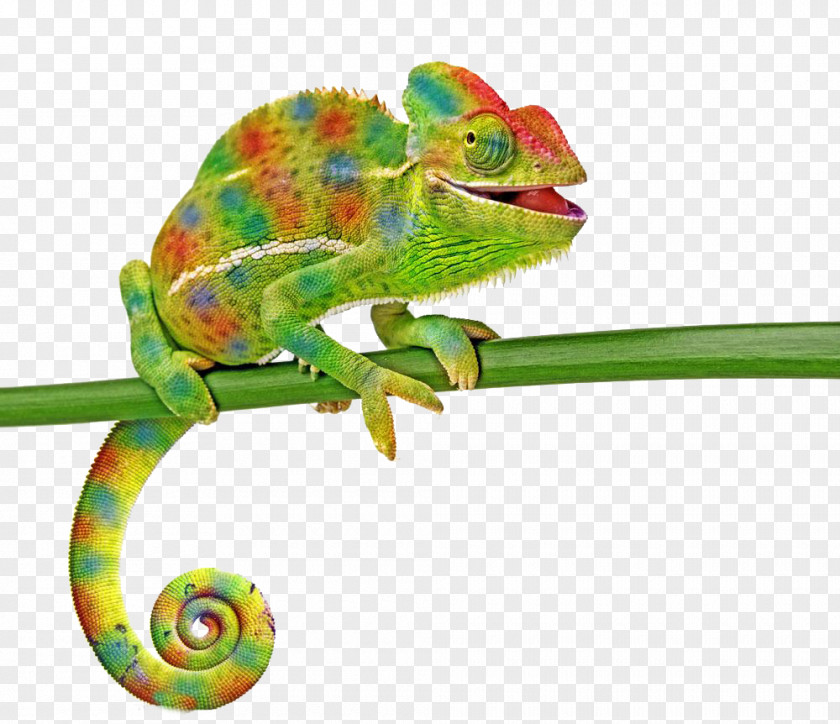Green Tree Branch Lizard Real World Psychology 2nd Edition Binder Ready Version In Action Research. PNG
