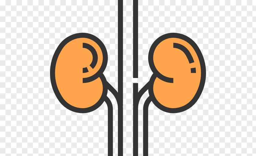 Kidney Urology PNG