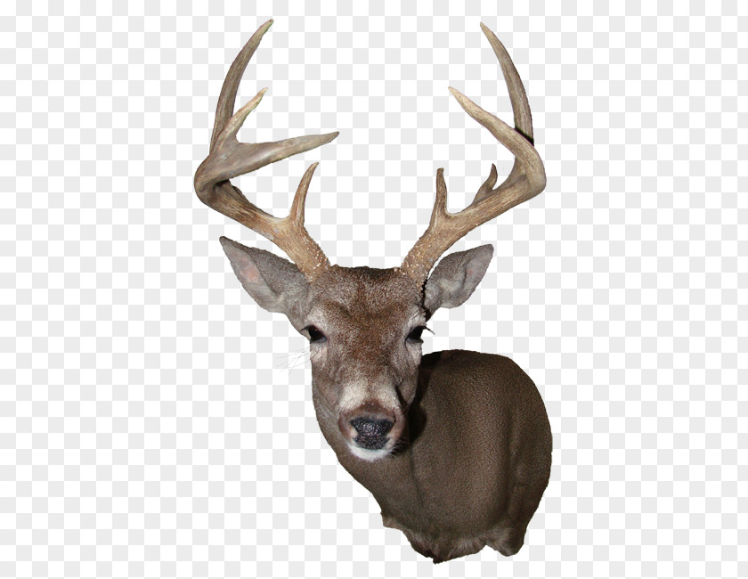 Large Deer Head Elk White-tailed Reindeer Antler PNG
