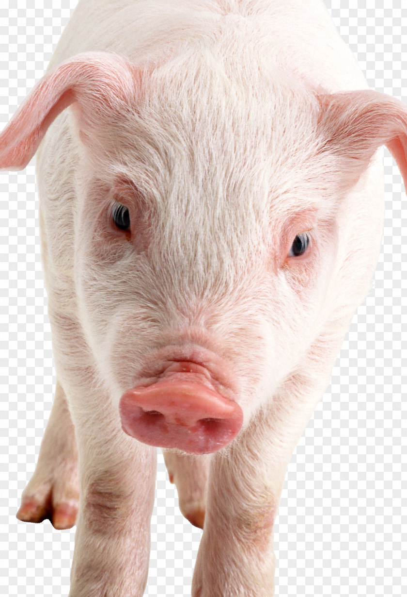 Pig Domestic Pig's Ear Snout Livestock Nose PNG
