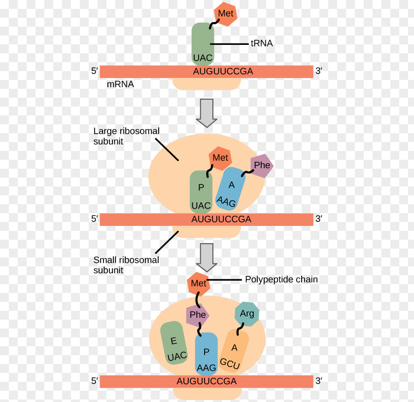 Transcriptional Start Codon Ribosomes And Protein Synthesis: A Practical Approach Biosynthesis Translation PNG