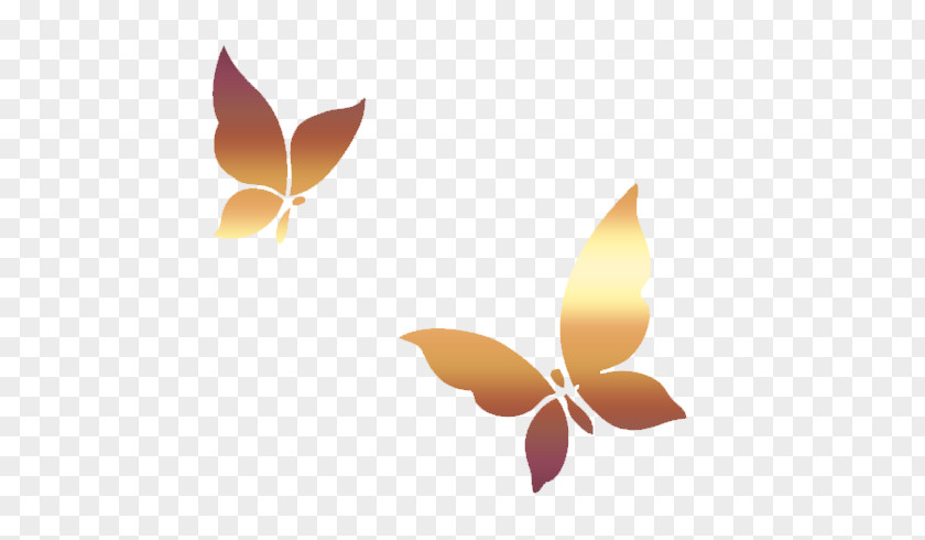 Butterfly Download PNG