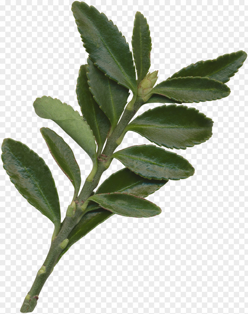 Leaves Leaf Plant Gratis PNG