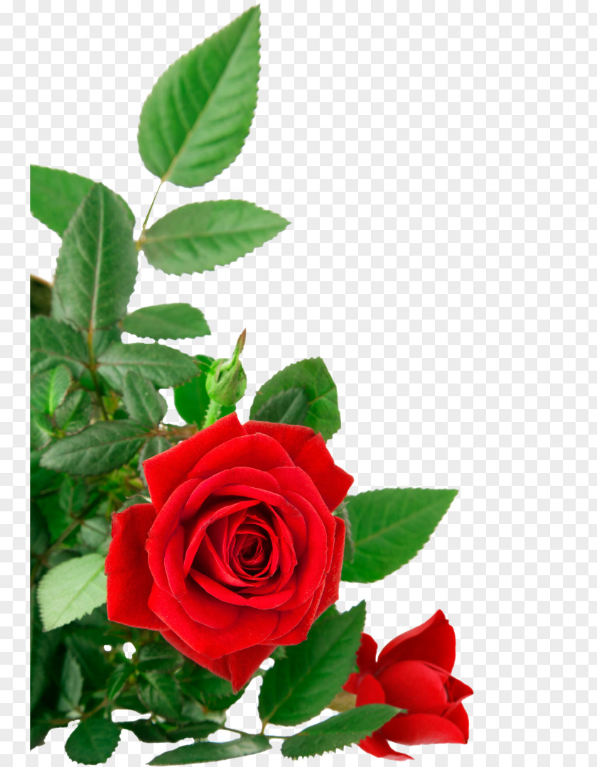8march Animation Beach Rose Red PNG