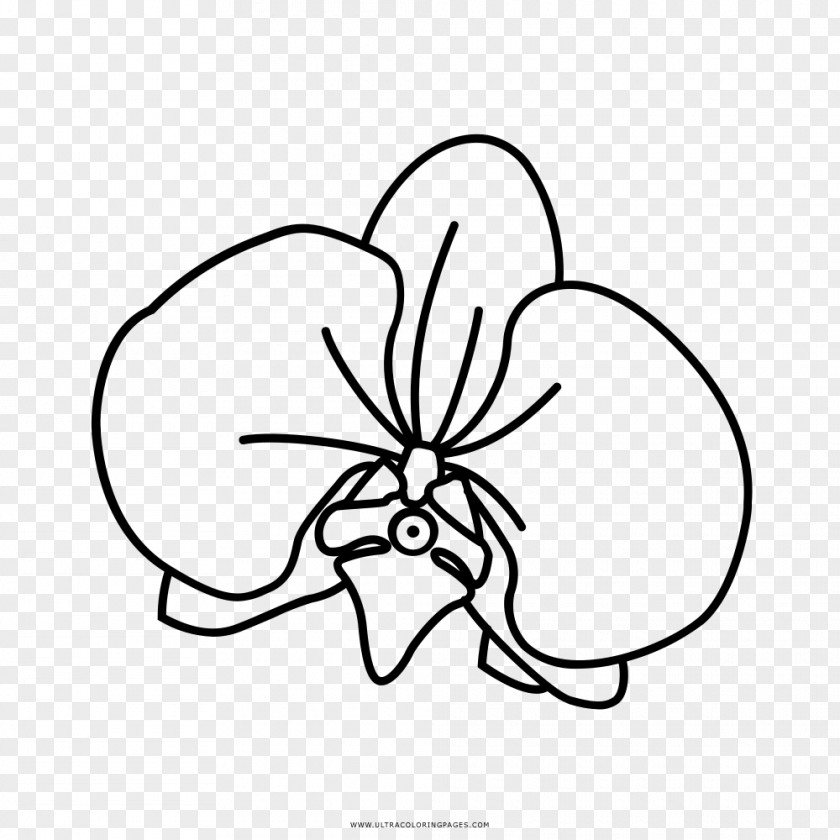 Orchidea Drawing Orchids Black And White Coloring Book Cattleya Schilleriana PNG