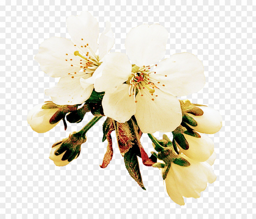 White Flower Petal Plant Blossom PNG