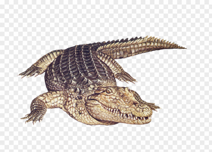 Alligator Animal Nile Crocodile Amphibian PNG