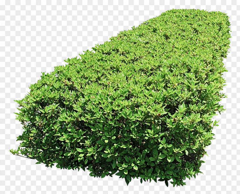 Green Plant Shrub Grass Tree PNG