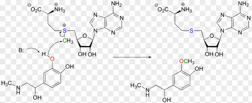 Methyltransferase Chemical Reaction Methylation Mechanism Amine PNG