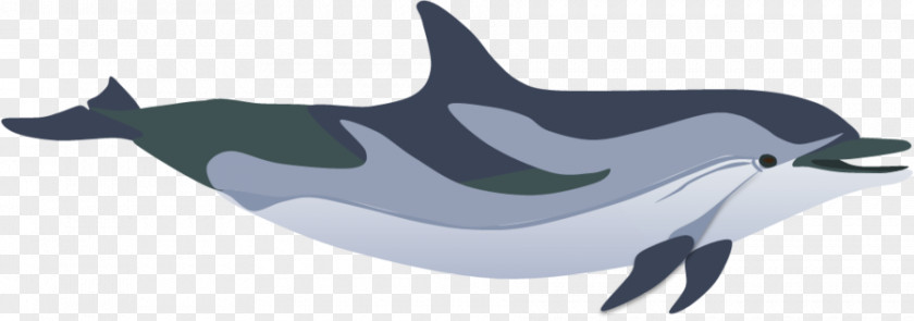 Striped Dolphin Tucuxi Common Bottlenose Porpoise Killer Whale PNG