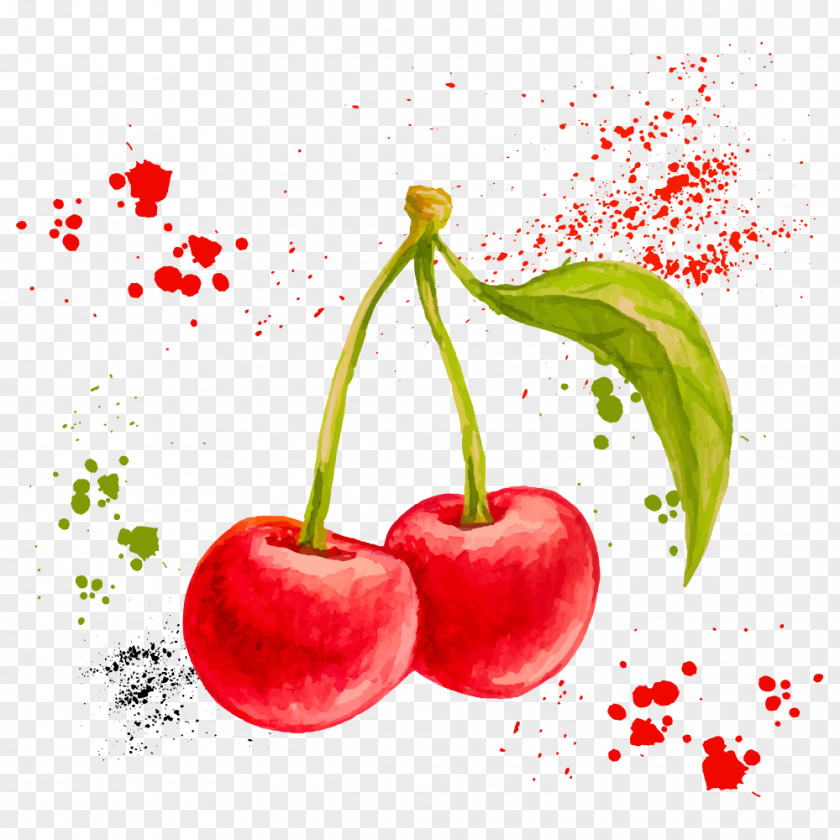 Vector Watercolor Cherry Painting Drawing Fruit Illustration PNG