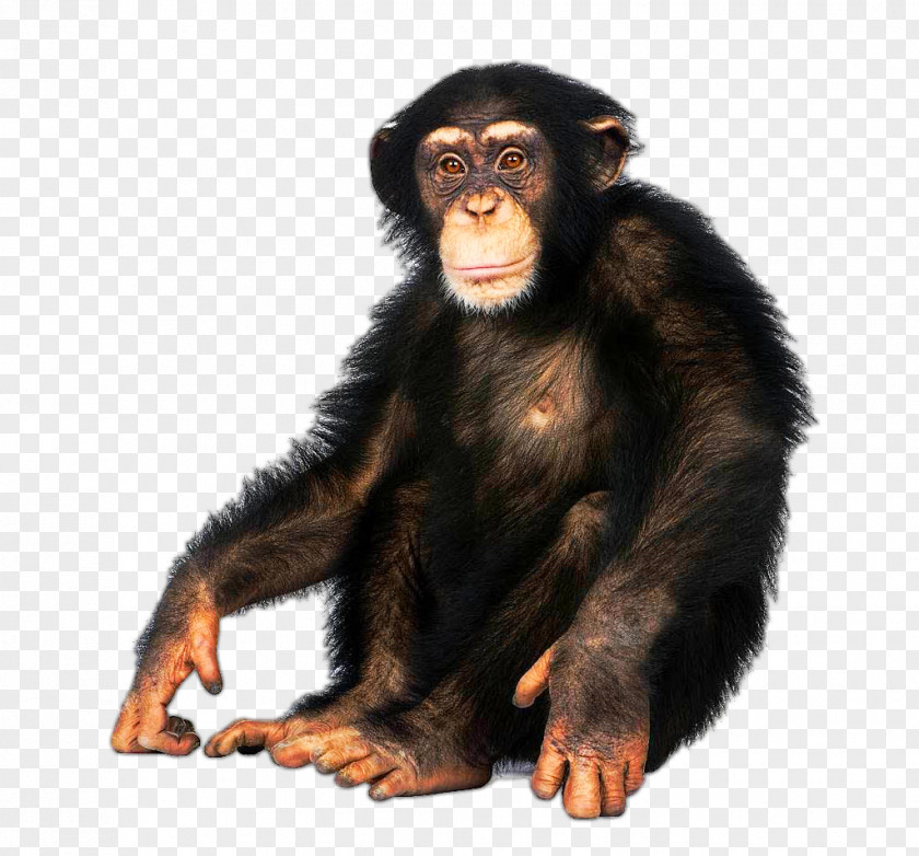 Chimpanzee Japanese Macaque Common Bonobo Ape Bornean Orangutan PNG