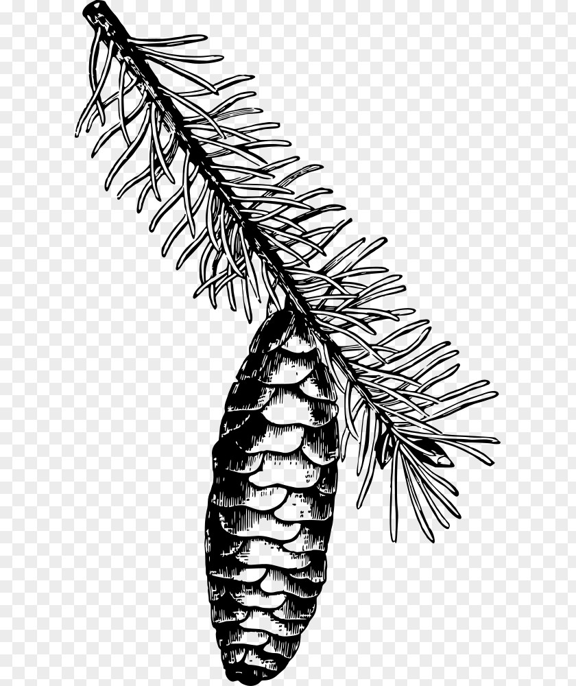 Drawing Norway Spruce Line Art Clip PNG