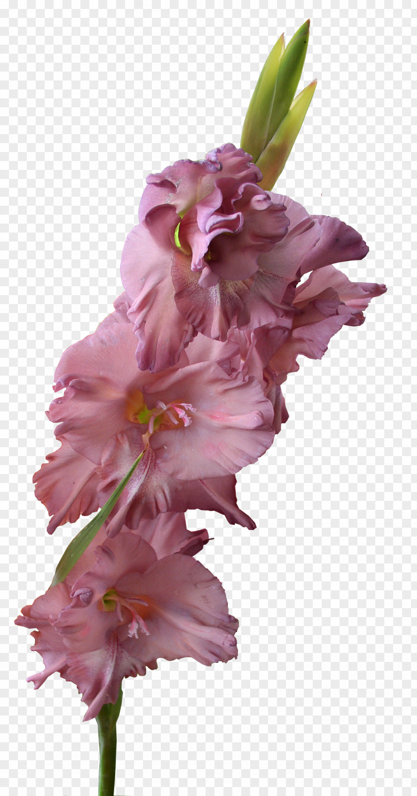 Gladiolus Pic Xd7gandavensis Clip Art PNG