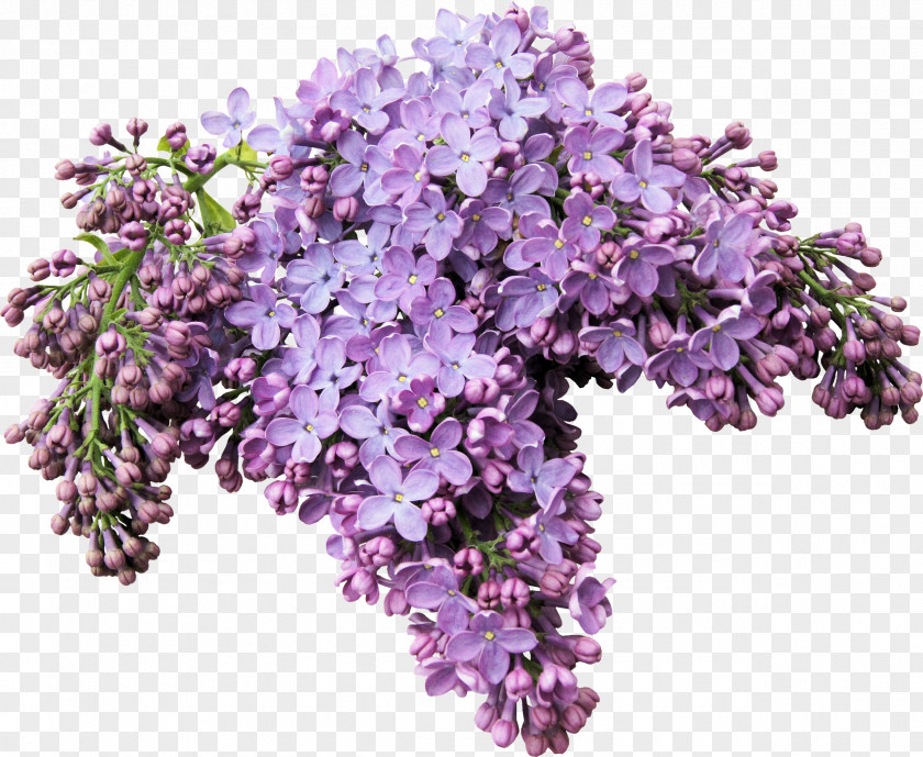 Lilac Digital Image Clip Art PNG