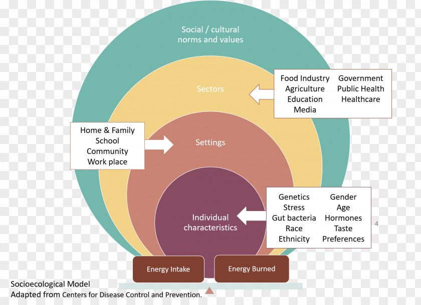 Health Social Ecological Model Food Diet Graphic Design PNG