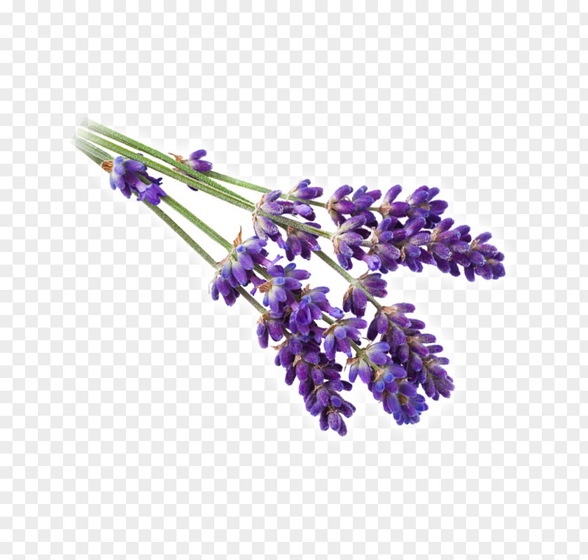 Lavender English French Rosemary Violet Flower PNG