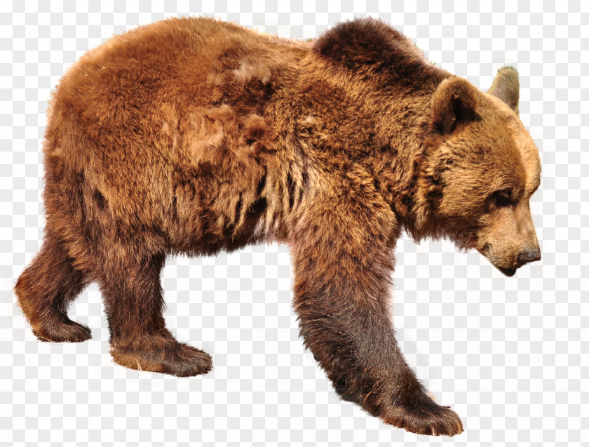 Bear Grizzly Brown Polar Sloth PNG