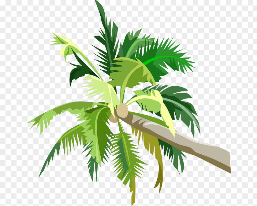 Coconut Tree Fruit Arecaceae Clip Art PNG
