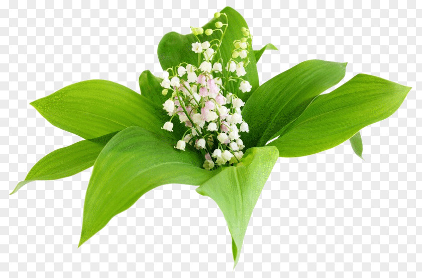 Flower Lily Of The Valley Lilium Clip Art PNG