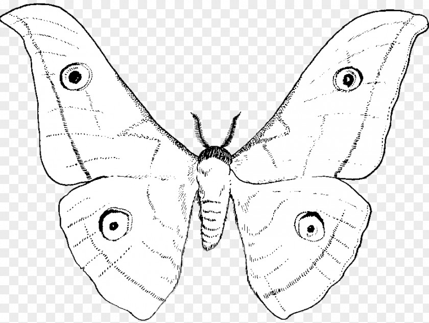 Flying Silk Fabric Nymphalidae Moth Line Art Butterfly Drawing PNG