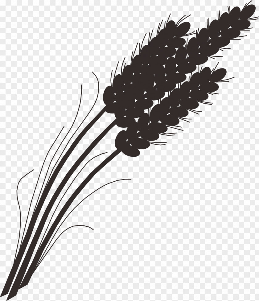 Rice Wheat Paddy Gadu Barley Field PNG