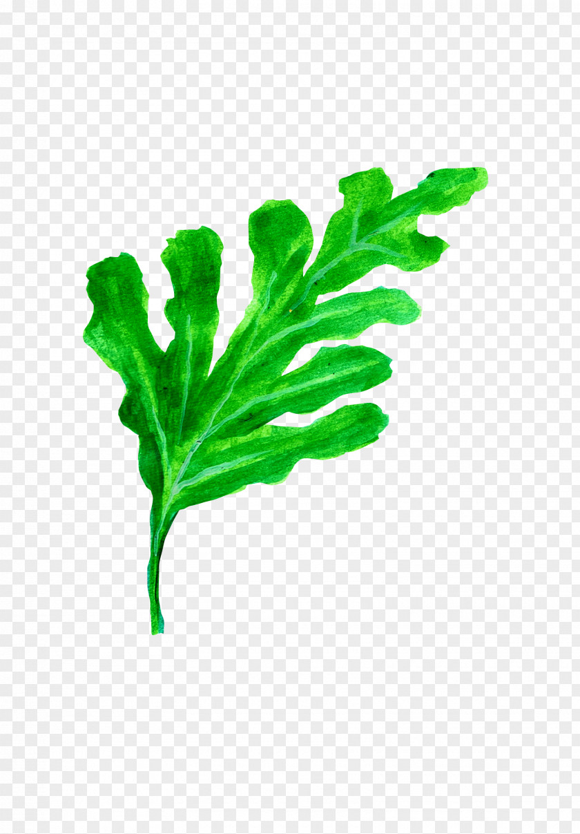 Watermelon Leaf Download Citrullus Lanatus Computer File PNG