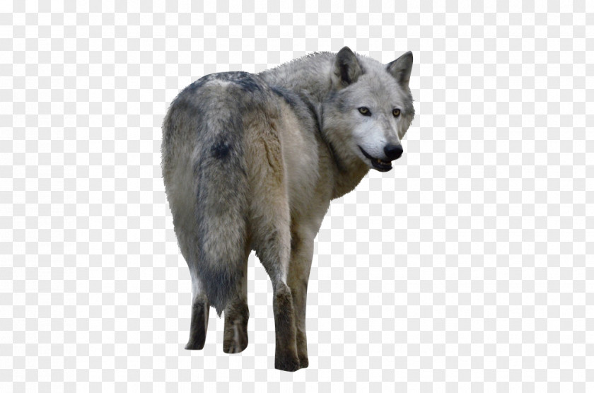Wolf Czechoslovakian Wolfdog Saarloos Alaskan Tundra Coyote PNG