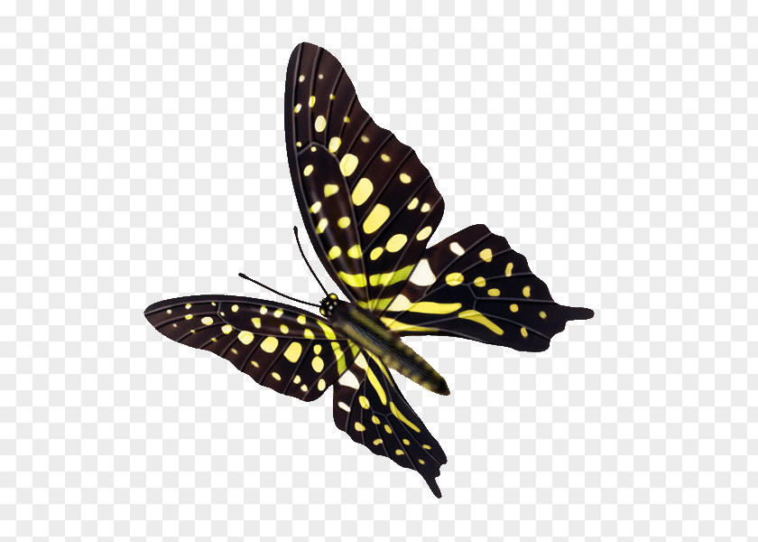 Butterfly Insect Transparency And Translucency Computer File PNG