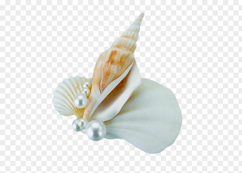 Conch And Pearls Wedding Cake Seashell Boutonnixe8re Flower Bouquet PNG