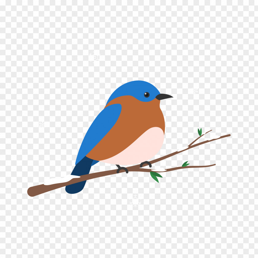 Noni Bird Vector Graphics Illustration PNG