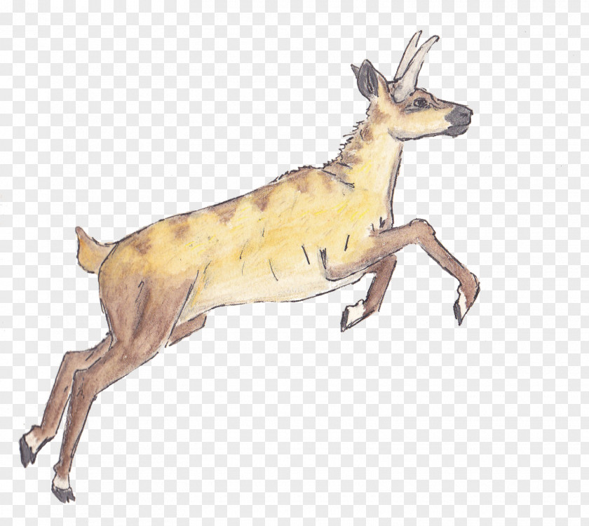 Reindeer Macropodidae Dog Antelope Mammal PNG