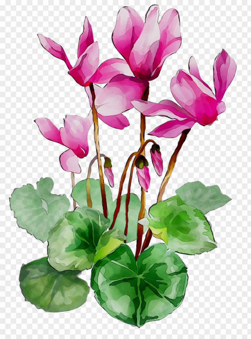 Cyclamen Floral Design Cut Flowers Plant Stem PNG