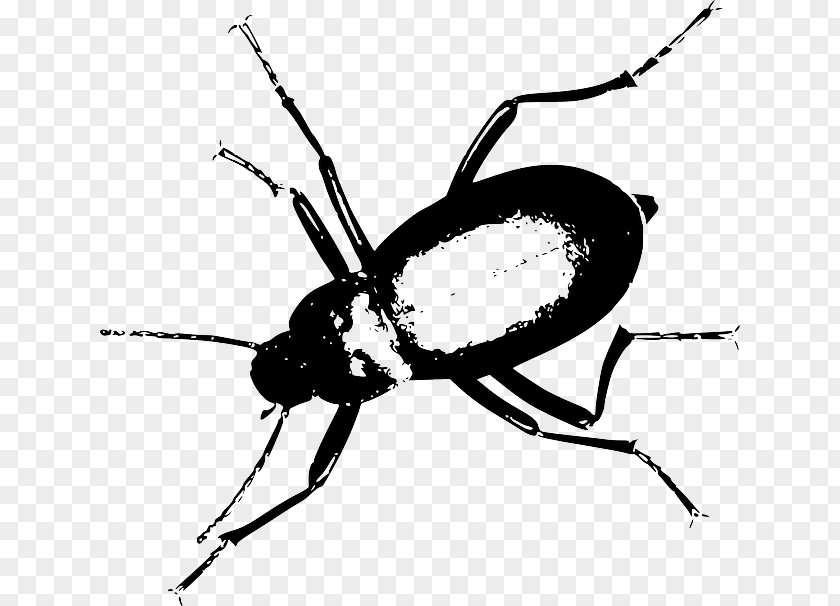 Insect Vector Darkling Beetle Clip Art PNG