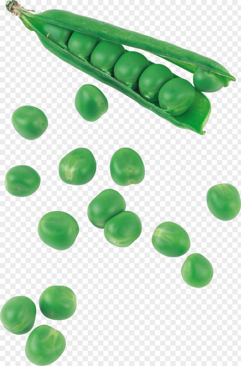 Pea Silique Bean Food Vegetable PNG