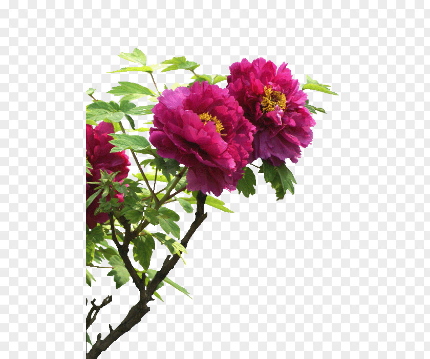 Peonies Moutan Peony Shaanxi Image Falun Gong PNG